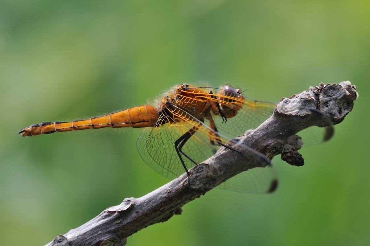 Conferma libellula fulva femmina